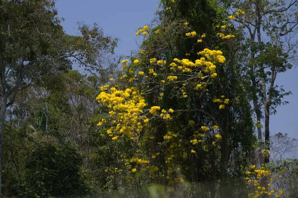 Ormanın güzel manzarası