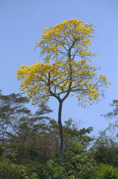 Güzel botanik fotoğrafı, doğal duvar kağıdı.