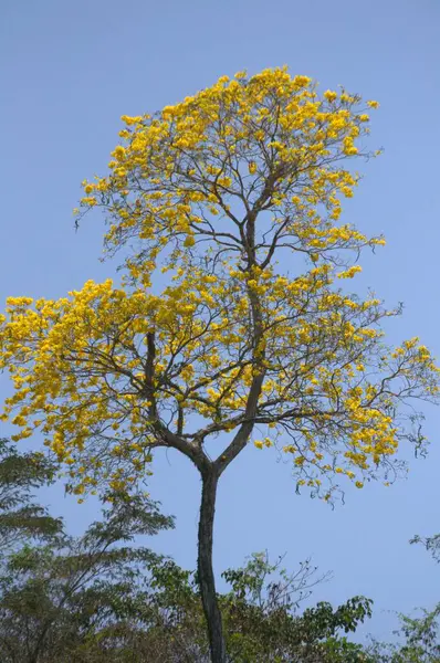 Güzel botanik fotoğrafı, doğal duvar kağıdı.