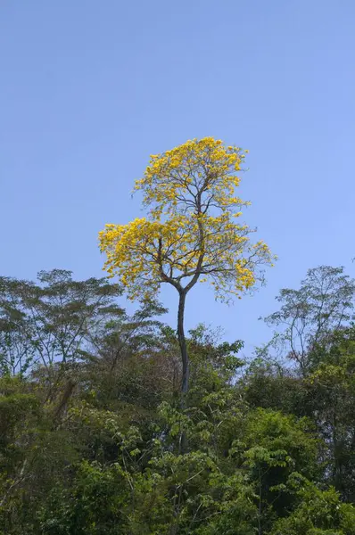 Bahçedeki güzel sarı çiçek