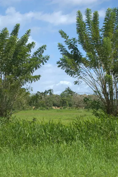 Palmiye ağaçları ve mavi gökyüzü