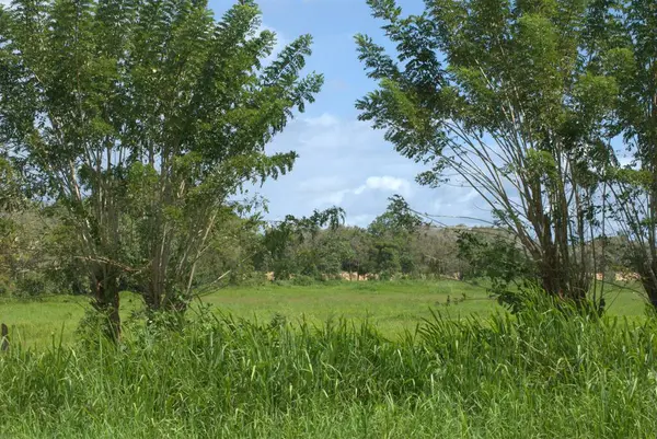 Ormanda yeşil ağaçlar