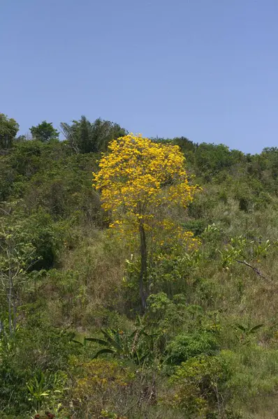 Bahçedeki sarı çiçek