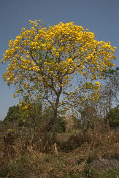 Bahçedeki sarı çiçekler