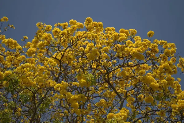 Bahçedeki güzel sarı çiçekler