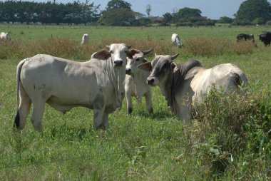 Kırsaldaki bir çayırda inekler.