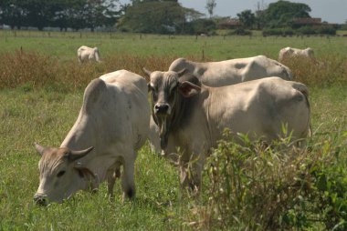 Yeşil çayırlarda otlayan inekler.