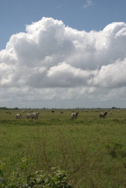 Çayırda otlayan inekler.