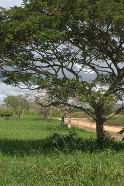 Doğanın güzel manzarası