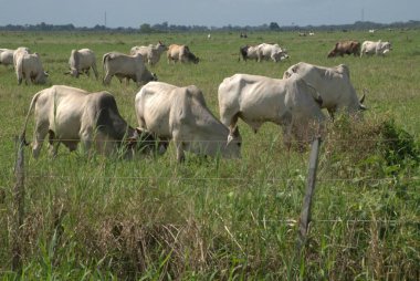 İnekler tarlada otluyor.