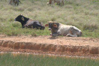 Çayırda otlayan inekler.