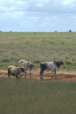 Tarlada bir inek sürüsü