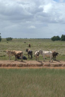 Savanada otlayan bir inek sürüsü