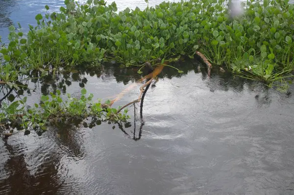 Ormanda küçük bir nehir.