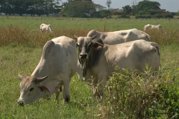 Yeşil çayırlarda otlayan inekler.