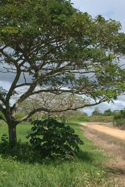 Mavi bulutlu gökyüzünün altında büyük bir ağacın olduğu boş bir yolun güzel bir görüntüsü.