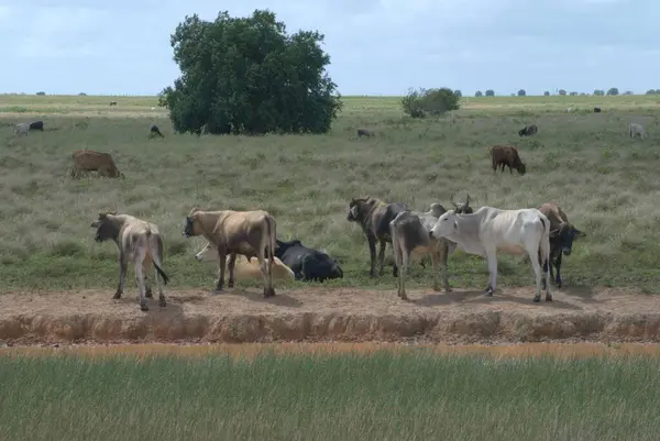 Çiftlikteki inekler.
