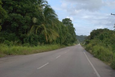 Ormanda yol