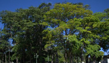 Parkın güzel manzarası