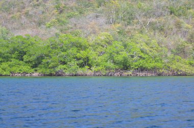 mavi su ve deniz üzerindeki yeşil ağaçlar.