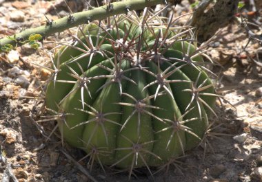 Bahçede büyüyen kaktüslerin yakın görüntüsü
