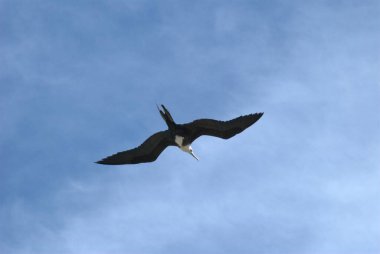 Mavi gökyüzünde uçan martı