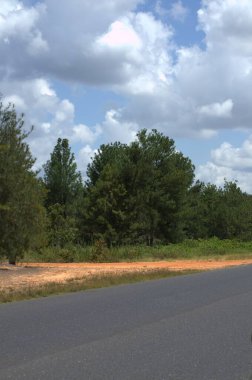 Toprak yol ve gökyüzü olan ağaçlar