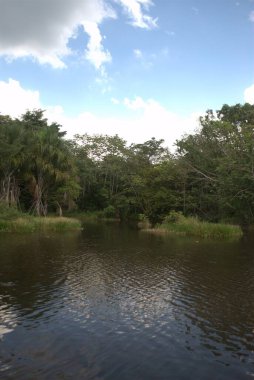 Ağaçları ve yeşil ormanı olan güzel bir nehir.