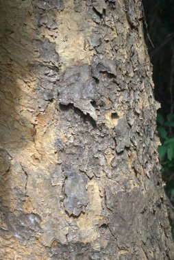 Eski ahşap arka plan. desen ve doku. Kapat..