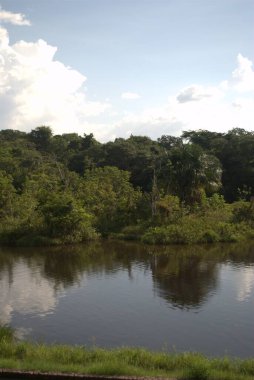 Ormandaki nehir ve orman