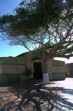 Şehirde palmiye ağacı