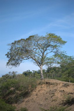 Ağaç dalları, orman doğası flora