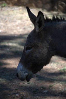 Hayvanat bahçesindeki eşek.