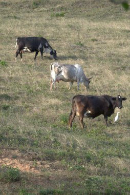 Tarladaki yeşil çimlerde otlayan bir inek sürüsü..