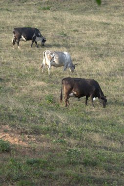 Çayırda bir koyun sürüsü
