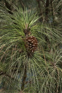 Çam ağacı dalları yakın çekim