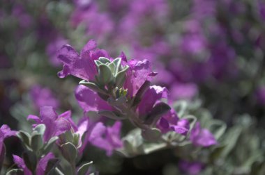 Güzel botanik fotoğrafı, doğal duvar kağıdı.