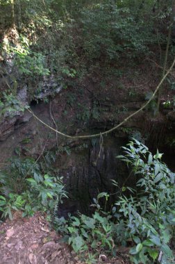 Ormanın güzel manzarası