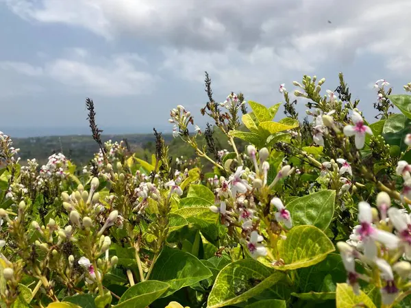 Latince adı Pseuderanthemum Çiçekleri olan birçok Japon Yasemin Çiçeği