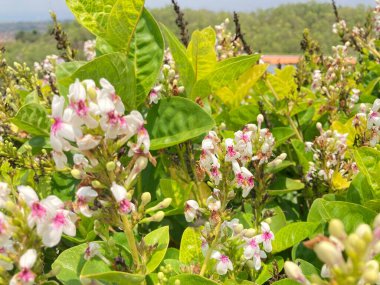 Birçok Japon yasemin çiçeğinin Latince adı vardır. Pseuderthemum çiçekleri birçok arıyla çevrilidir.