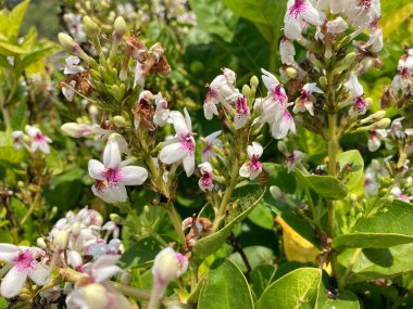Birçok Japon yasemin çiçeğinin Latince adı vardır. Pseuderthemum çiçekleri birçok arıyla çevrilidir.