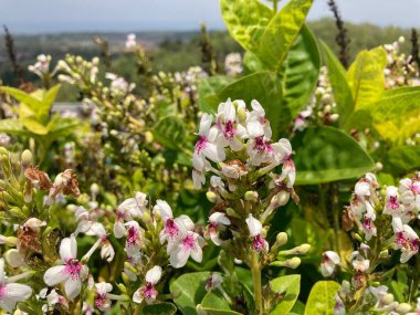 Birçok Japon yasemin çiçeğinin Latince adı vardır. Pseuderthemum çiçekleri birçok arıyla çevrilidir.