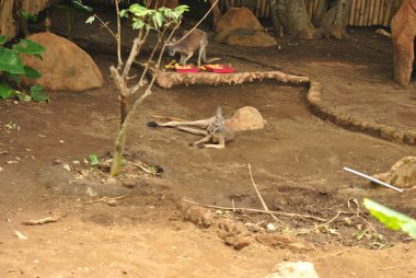 İki kanguru kafese tıkılıp dinleniyor.