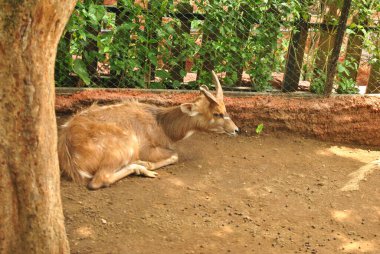 Sitatunga or marshbuck (Tragelaphusspecii) is an antelope that lives in swamps. It is resting and taking shelter from the hot sun clipart