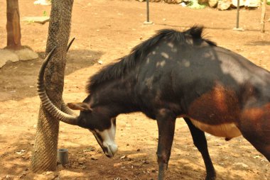 Sable antelope headbutts a tree clipart