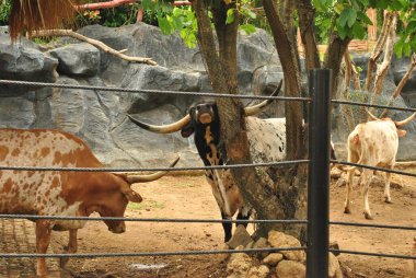 Teksaslı uzun boynuzlu inek, ayrıntıları boynuzlu olarak gösteriyor.