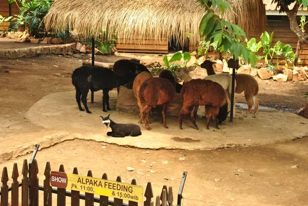 A group of alpacas eating together