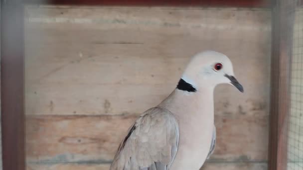 一只鸽子被困在木笼里 — 图库视频影像