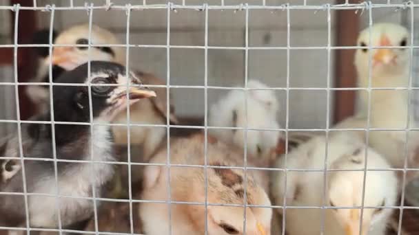在木笼里孵育了几天的小鸡 — 图库视频影像