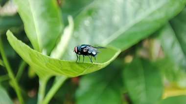 Bir sinek yeşil bir yaprağa kondu. Çiy ile ıslaktı.